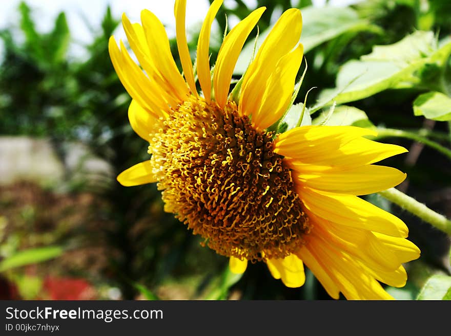 Sunny sunflower side profile - close up