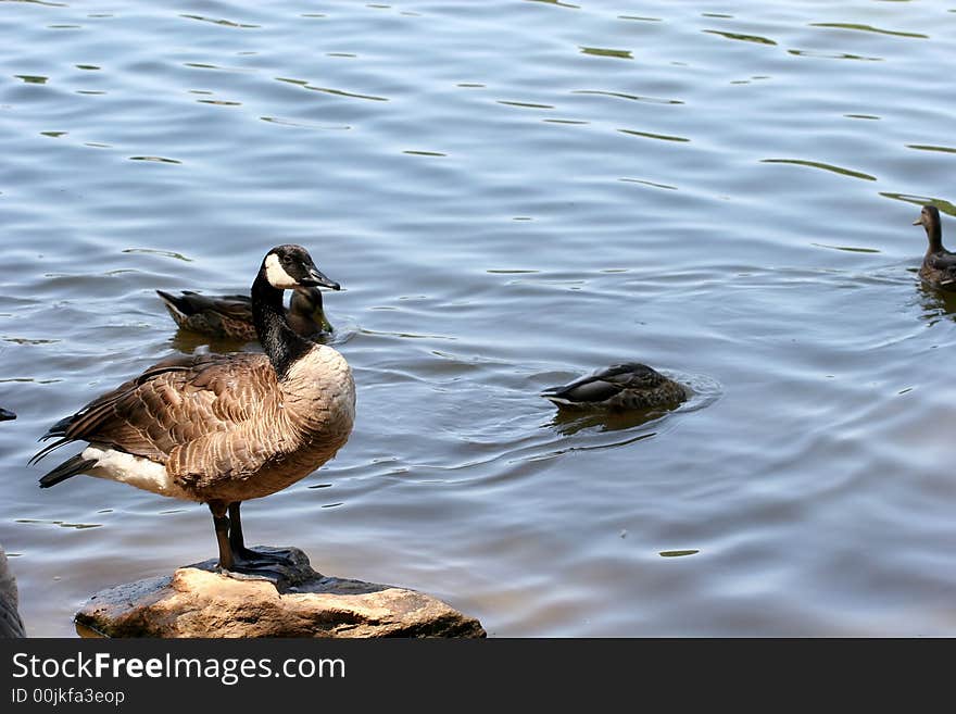 Goose on a Stone