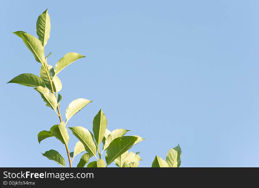 Green branch in the blue sky. A beautiful background on a theme about good weather and vegetation.