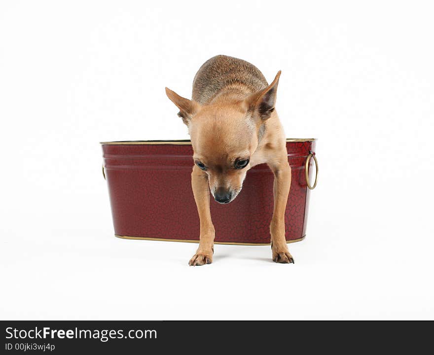 A tiny chihuahua jumping out of a bucket