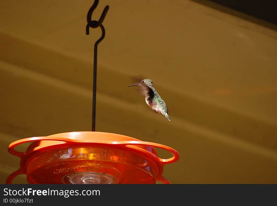 Ruby-throated hummingbird 76