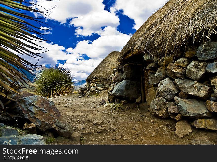 Puya Raimondi from Peru, Ancash district. Puya Raimondi from Peru, Ancash district