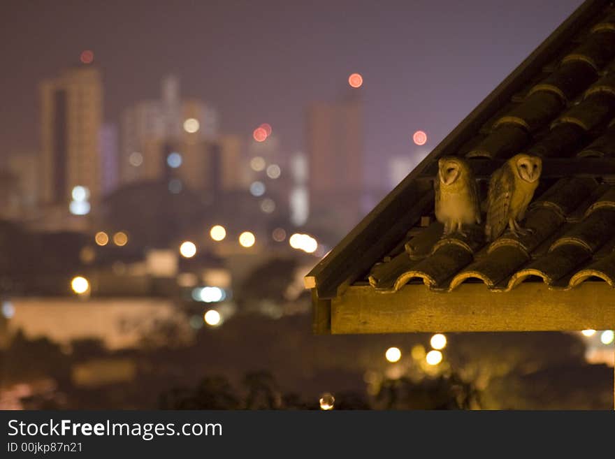 Two owls on the roof with cityscape in background