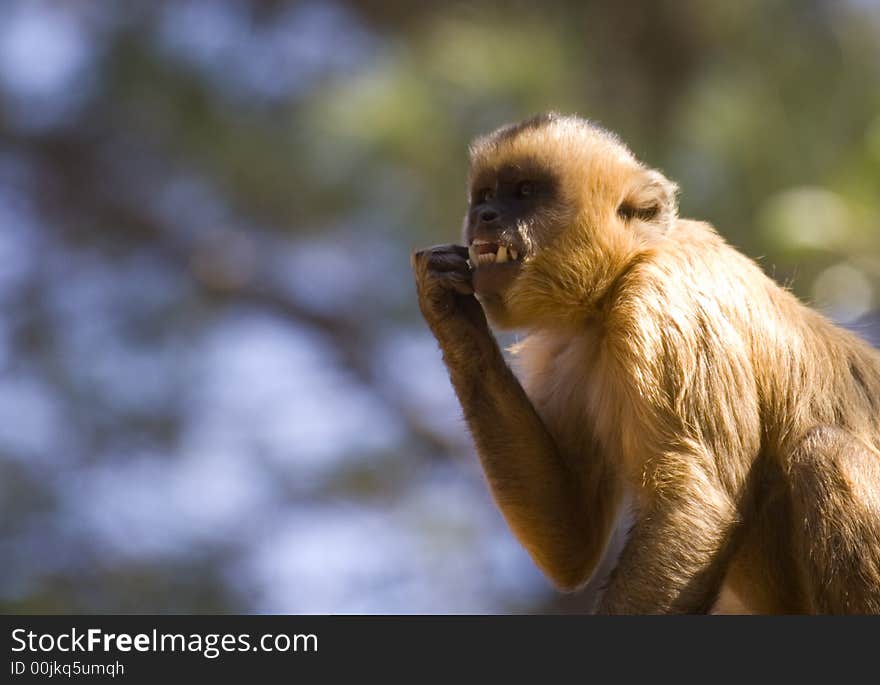 A monkey cleaning his teeth. A monkey cleaning his teeth.