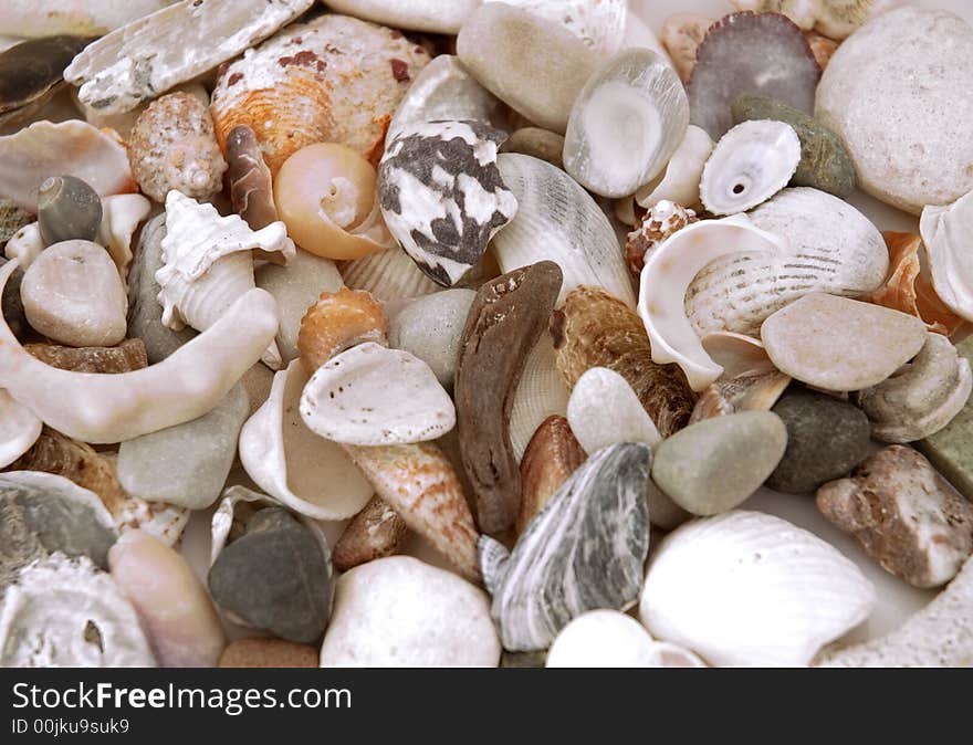 Sea shells background