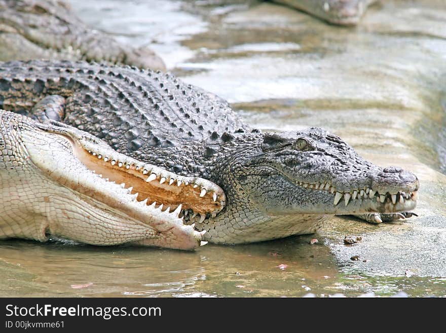 Angry Crocodile