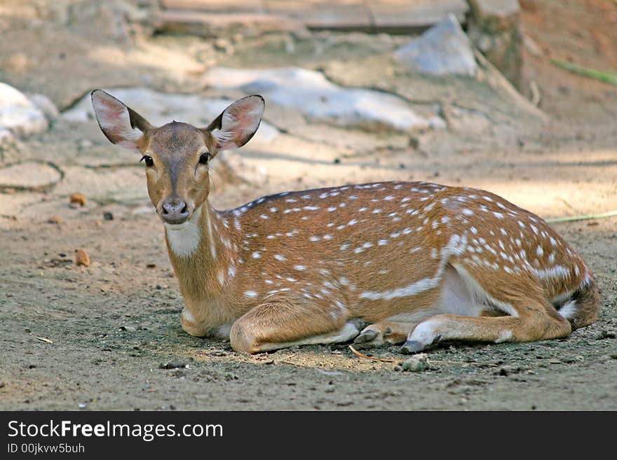 Spotted Deer