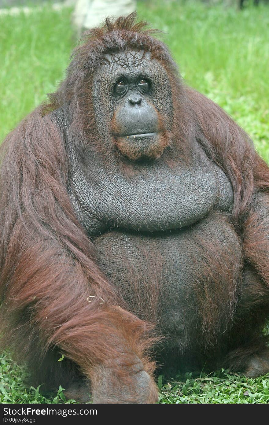 An overweight orangutan sitting on the grass