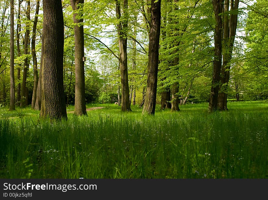 Lush grass in the park on a summer day. Lush grass in the park on a summer day