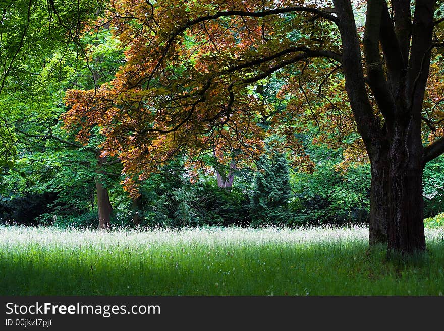 A red tree on a lush meadow on a summer day