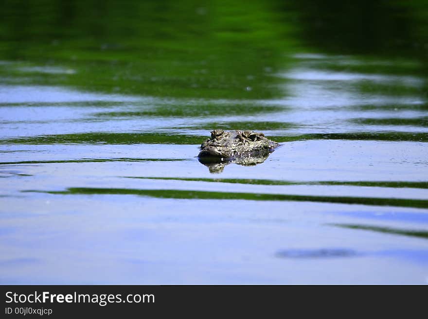 This crocodile was just take out the head out of water, reflection is also visible in the water