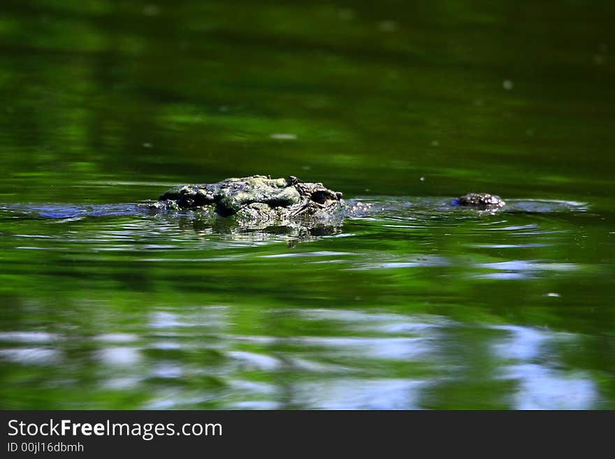 This crocodile was just take out the body and out of water, reflection is also visible in the water. Looking for prey. The Slow and Silent movement is dangerously amazing