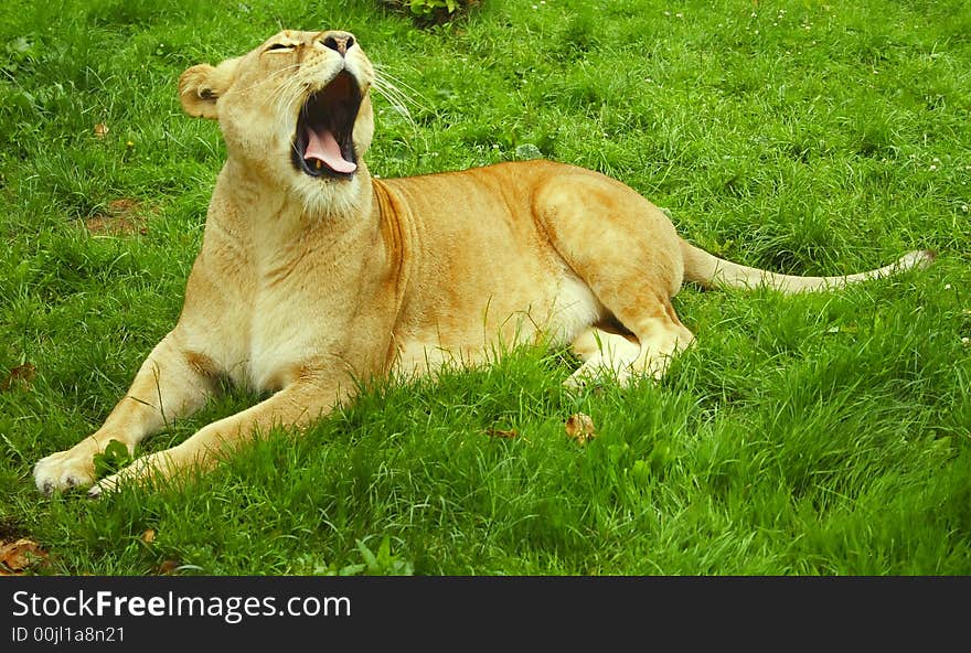 This Lionness is Yawning after the food in green meadow. This Lionness is Yawning after the food in green meadow