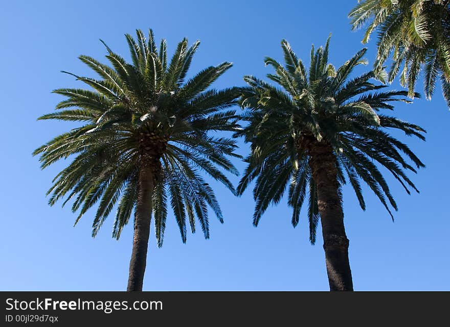 Palm trees on a perfect blue sky day. Palm trees on a perfect blue sky day