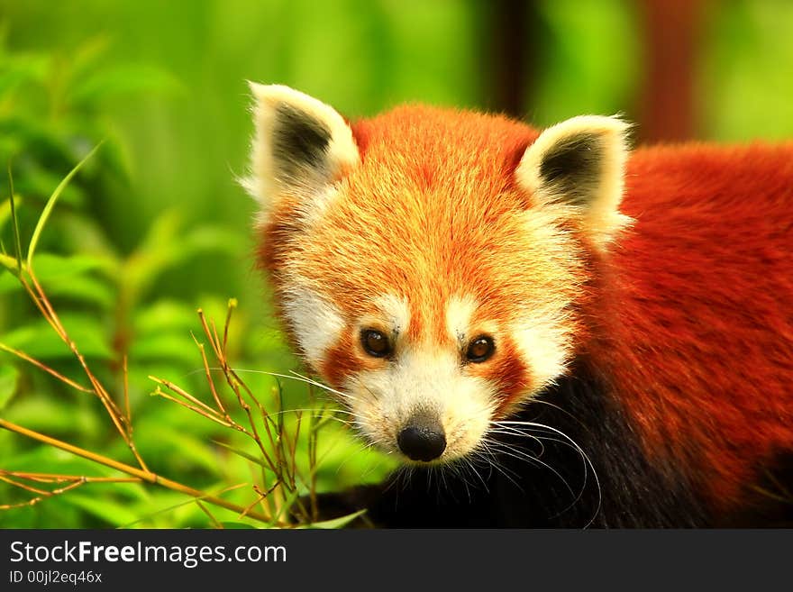 Red Panda