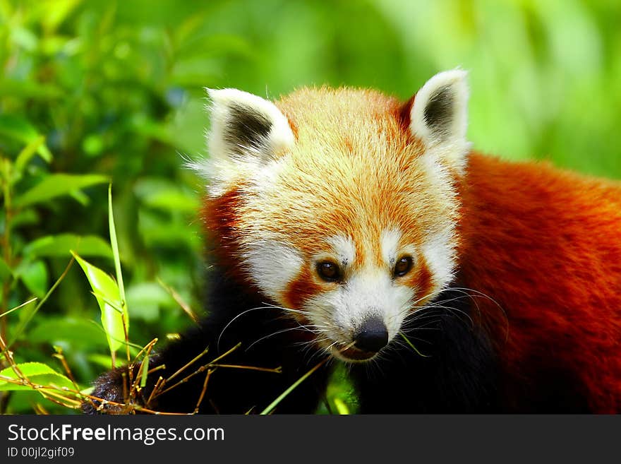 Red Panda