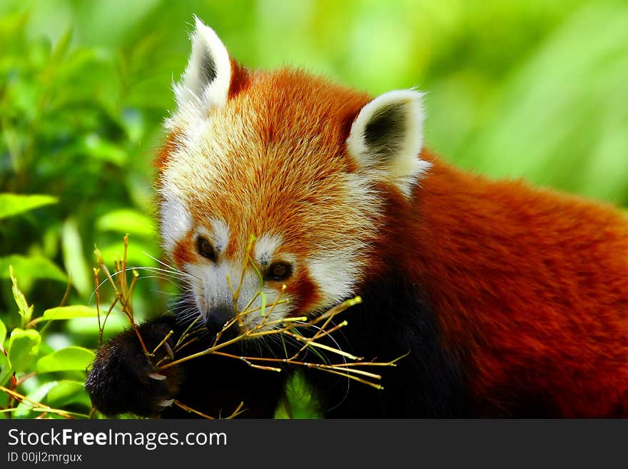 Red Panda