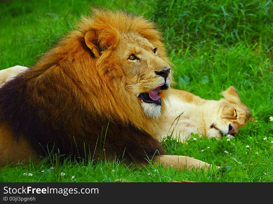 Lion licking blood