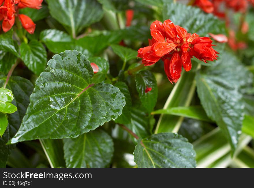 Red garden flower