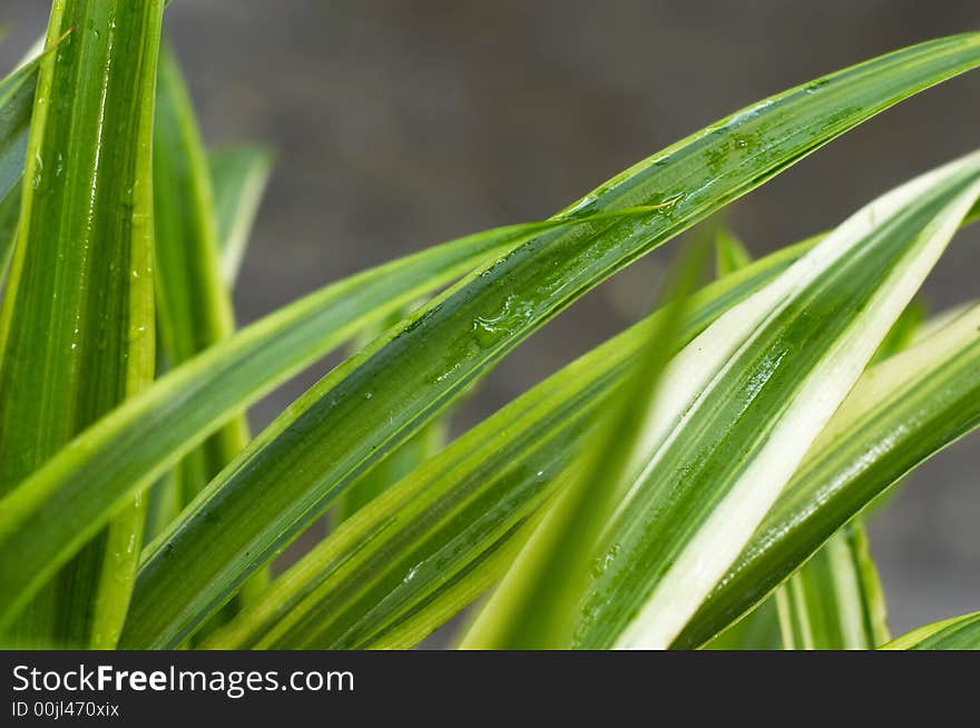 Grass Blades Closeup