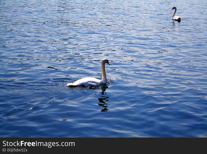 Swans On A Lake