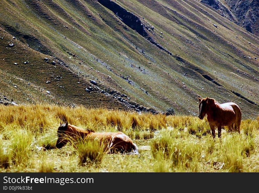 Horse on the mountain view