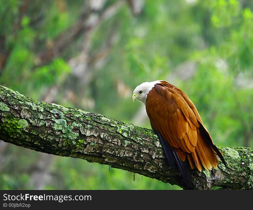 Buzzard