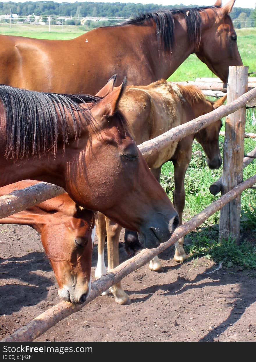 I did this shot on a farm, where equestrian competitions were held. I did this shot on a farm, where equestrian competitions were held.