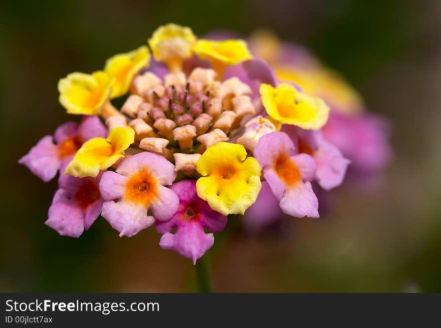 Colourful Flower