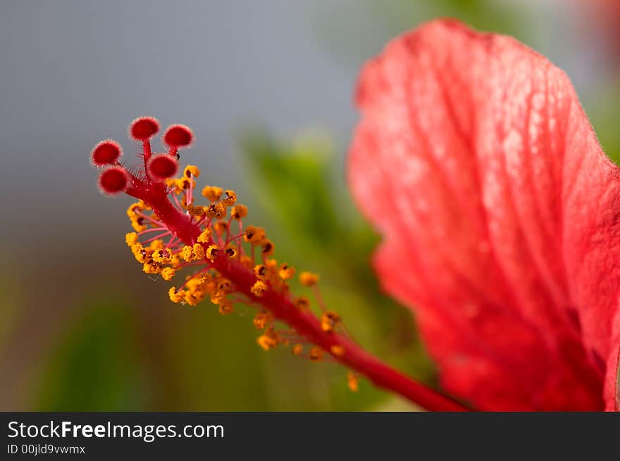 Hibiscus flower