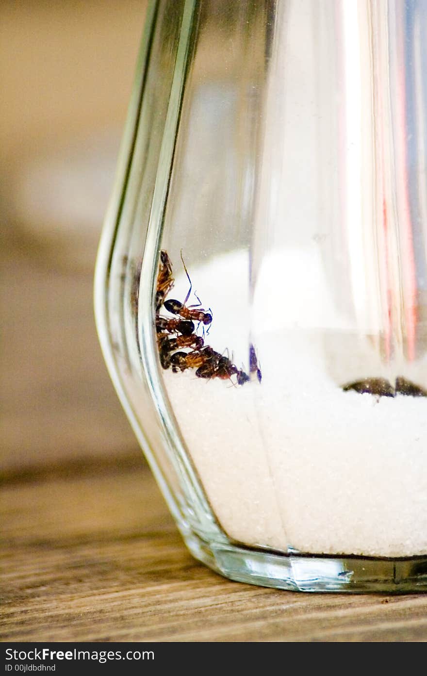 A shoot of big ants in a sugar container. A shoot of big ants in a sugar container