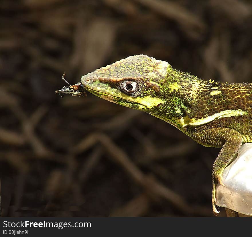 I captured this lizard with his evening meal during a nature photo shoot. I love this shot!. I captured this lizard with his evening meal during a nature photo shoot. I love this shot!