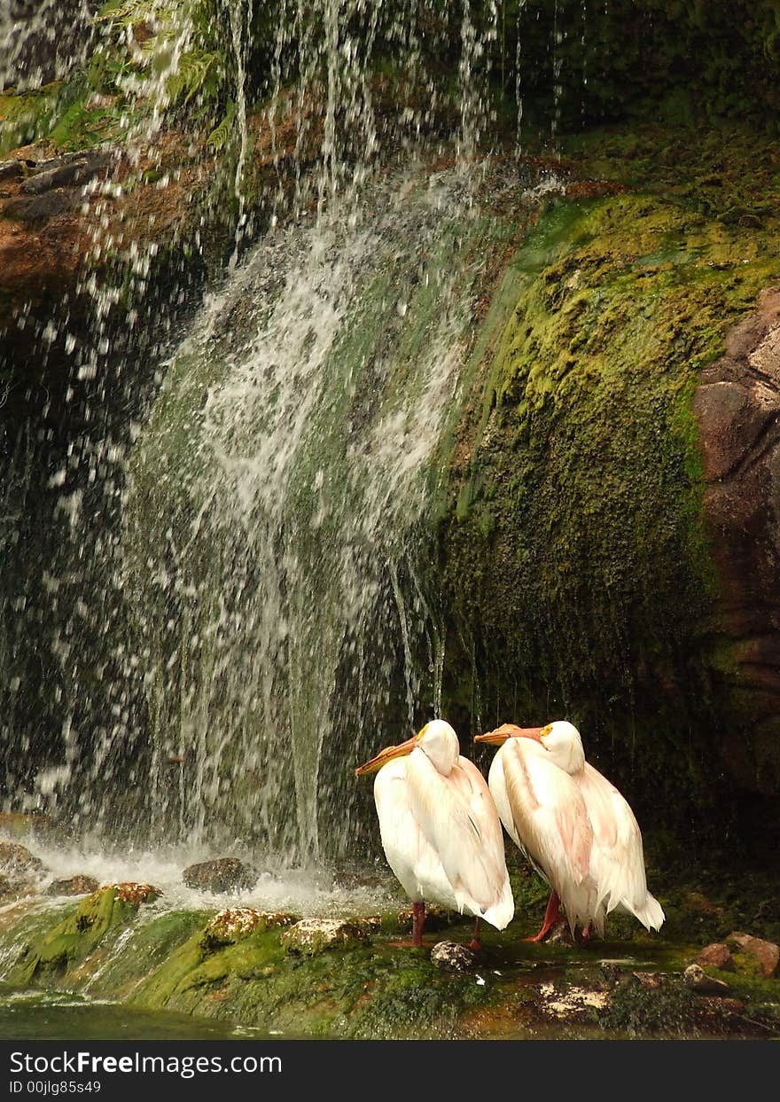 Two white pelicans enjoying the view of a magnificant waterfall. Two white pelicans enjoying the view of a magnificant waterfall