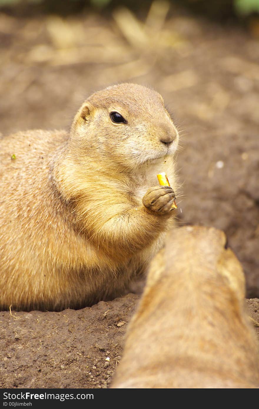 Two prairie dogs in the zoo, Budapest