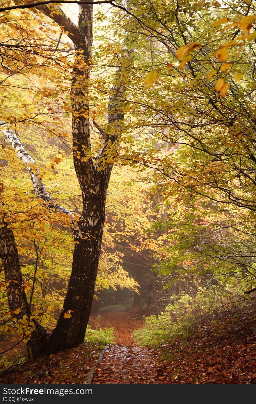 Colorful trees in a park in autumn. Colorful trees in a park in autumn