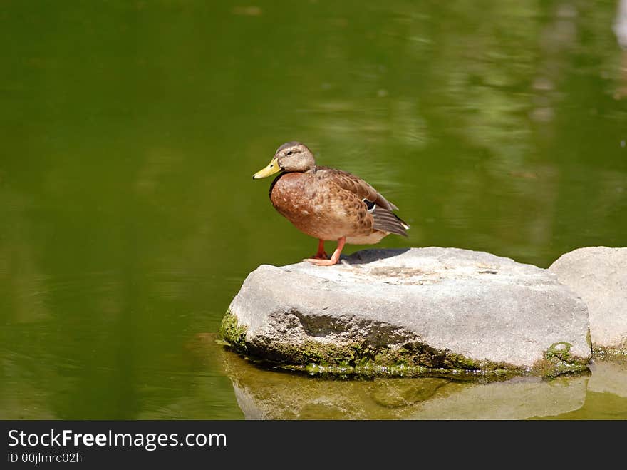 Wild duck in  reservoir of park, summer