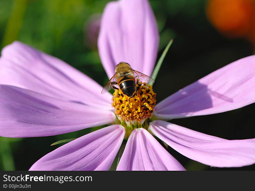 Bee collecting pollen and nectar on flower. Bee collecting pollen and nectar on flower