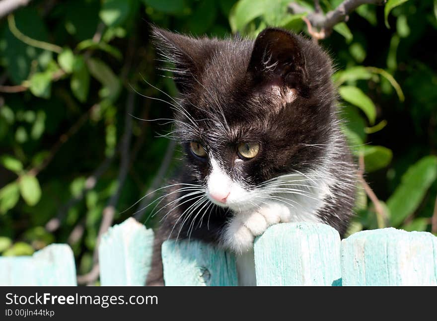 Black and white kitten look out from the fence