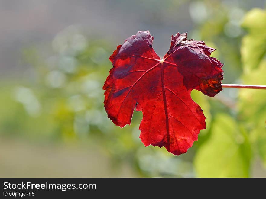 Red leaves of wild grapes covered by sun