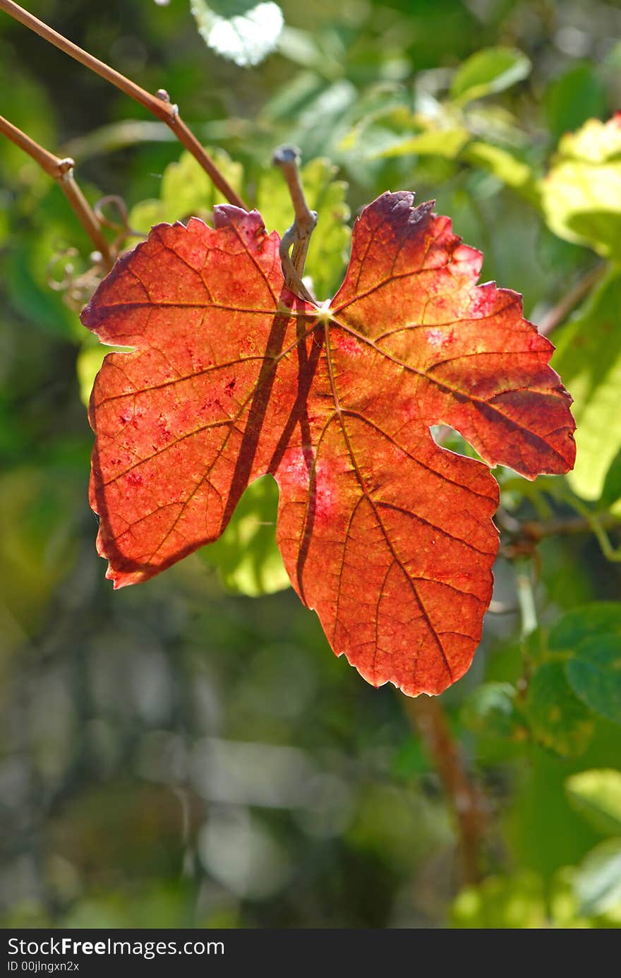 Red leaves of  wild grapes covered by  sun