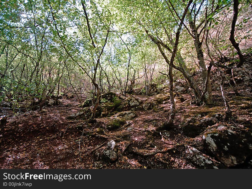 Wood in mountains, autumn, midday, Crimea. Wood in mountains, autumn, midday, Crimea