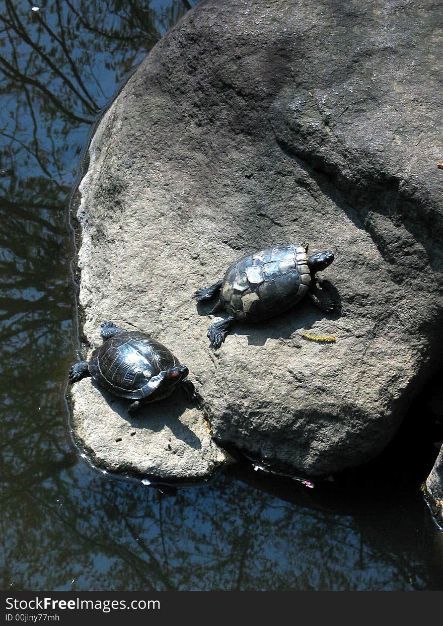 Japanese turtles on rock behind the sun