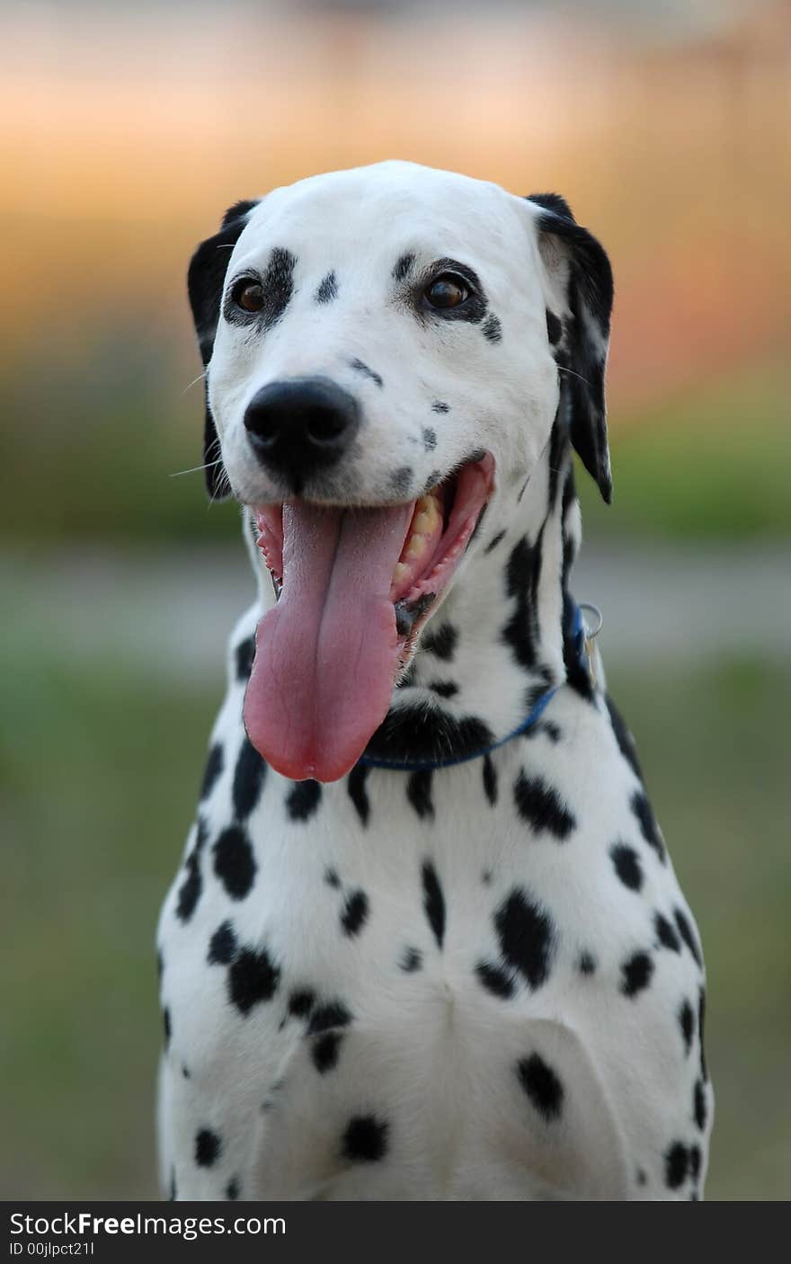 Head of dalmatian on a green background