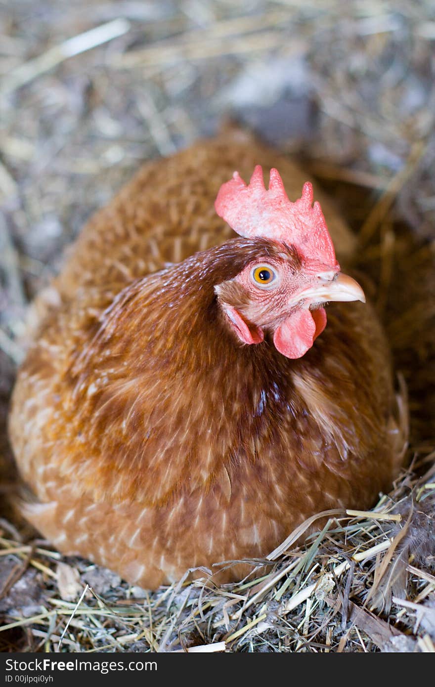 The variegated sitting hen close-up