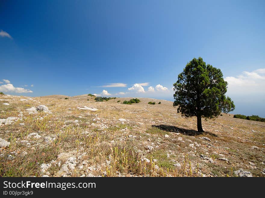 Lonely green tree in mountains on  background of  blue sky