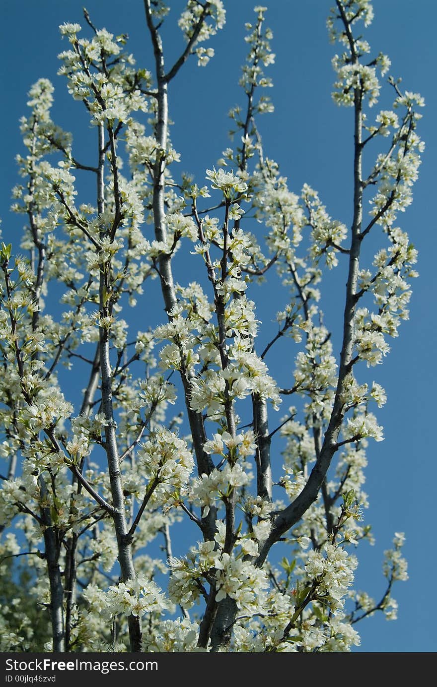 Cherry tree flowers