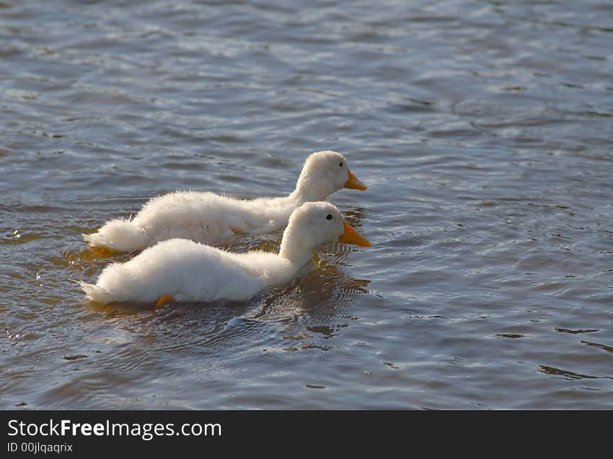 Two young domestic ducks are floating on water. Two young domestic ducks are floating on water
