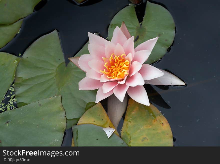 Beautiful lily close-up in a park bond. Beautiful lily close-up in a park bond