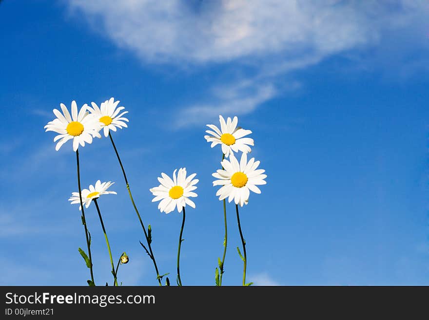 Beautiful white chamomiles on the blue background