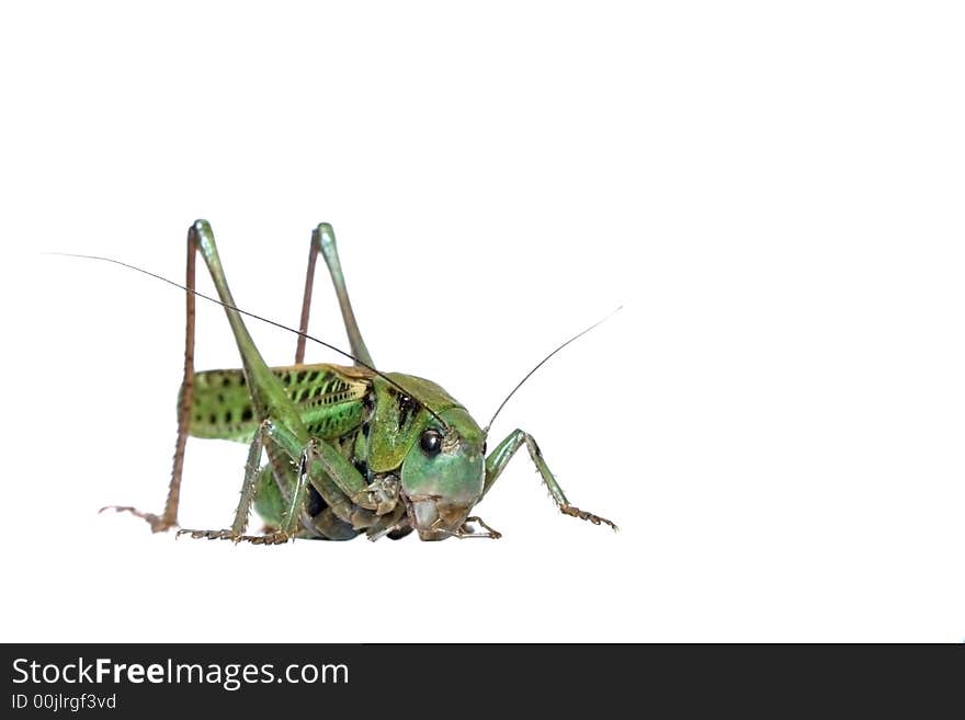 Grasshopper Isolated On White